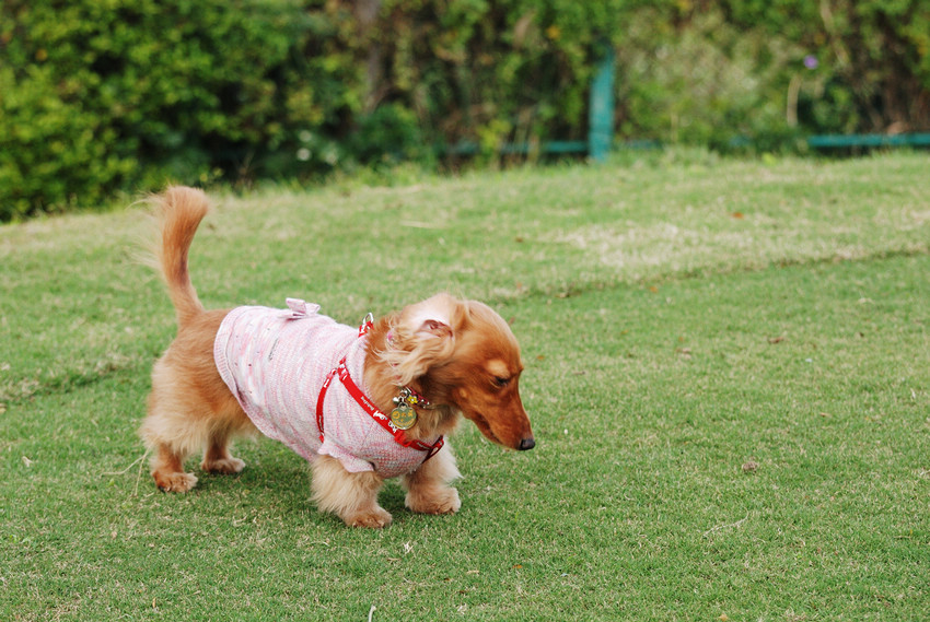 DSC_0371.jpg DSC_0371.jpg