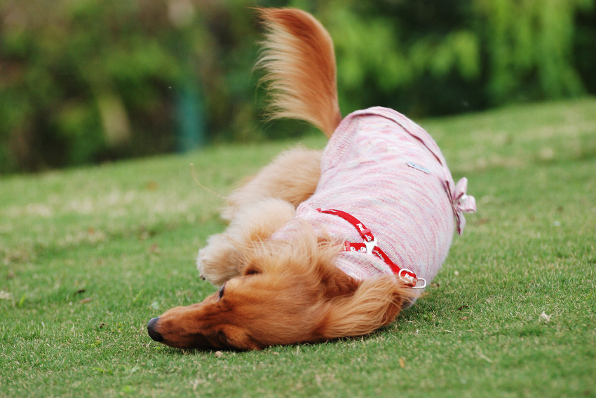 DSC_0376.jpg DSC_0376.jpg