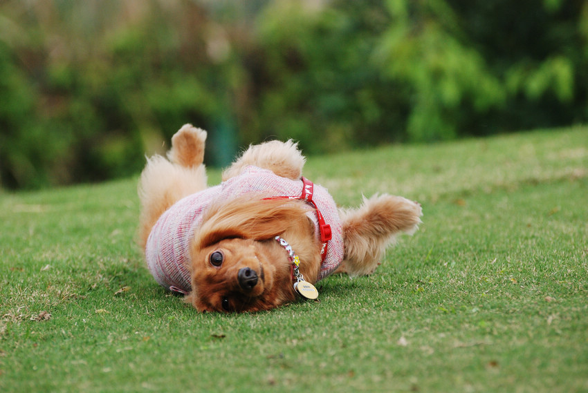 DSC_0377.jpg DSC_0377.jpg