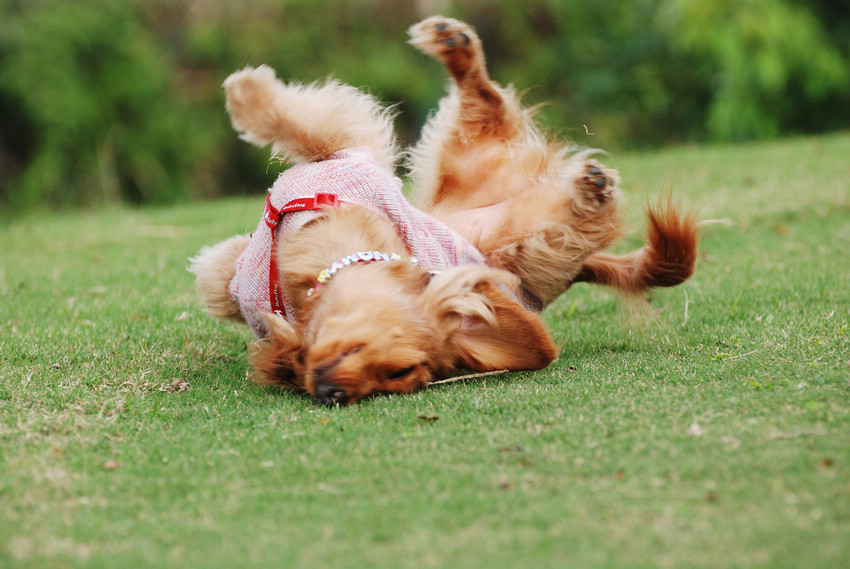 DSC_0378.jpg DSC_0378.jpg