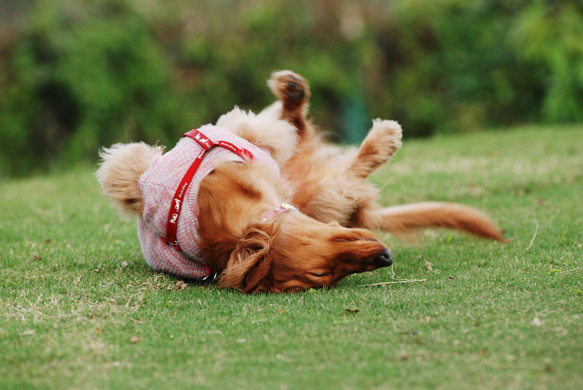 DSC_0379.jpg DSC_0379.jpg