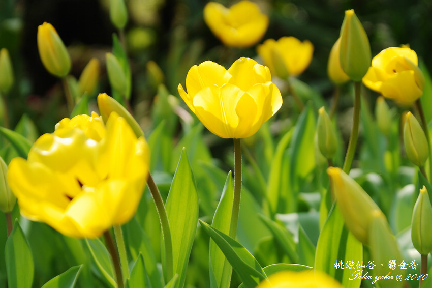 DSC_0423.jpg DSC_0423.jpg