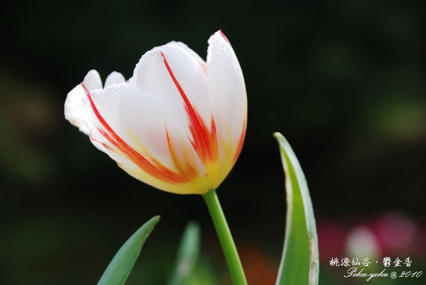 DSC_0426.jpg DSC_0426.jpg