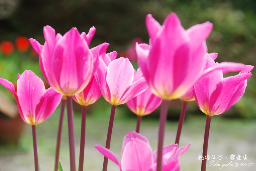 DSC_0434.jpg DSC_0434.jpg