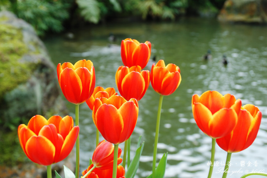 DSC_0435.jpg DSC_0435.jpg