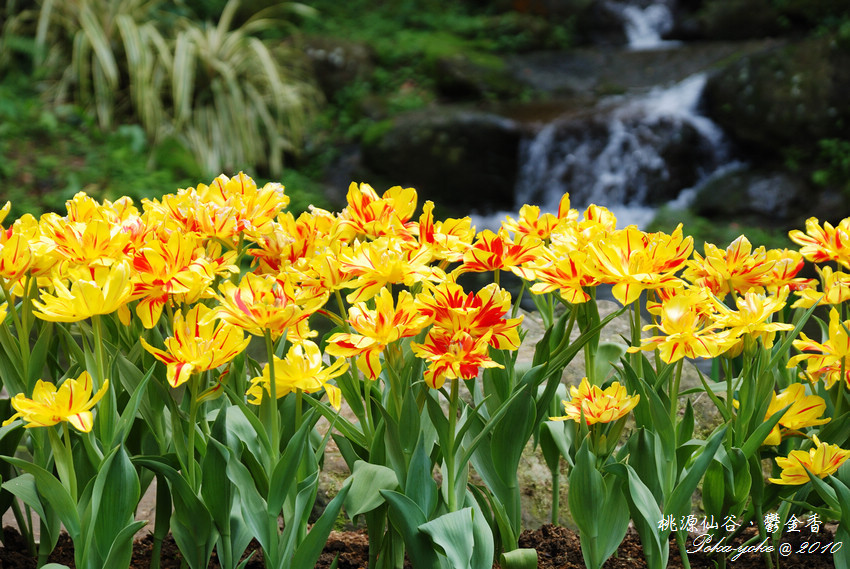 DSC_0456.jpg DSC_0456.jpg