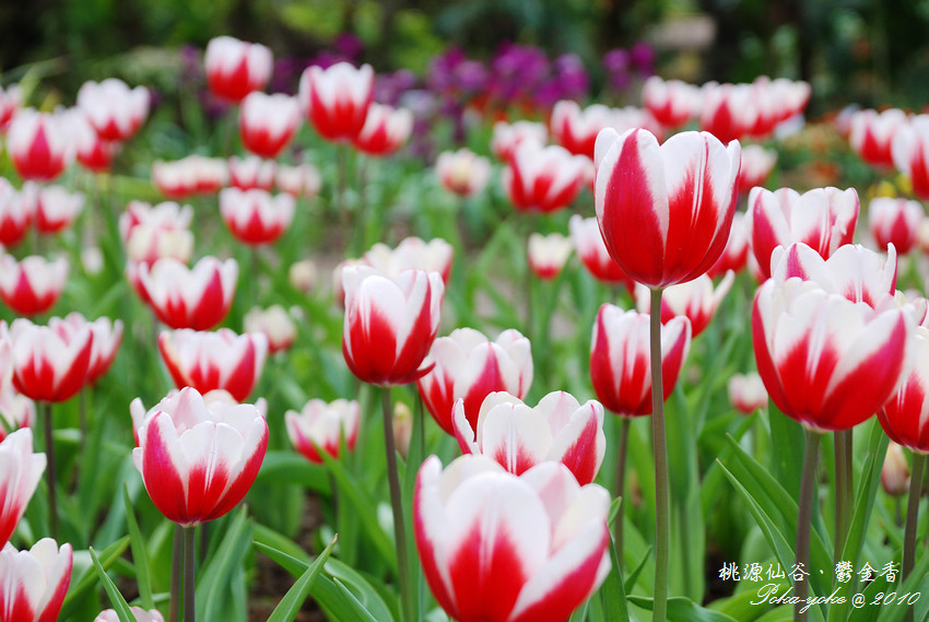 DSC_0458.jpg DSC_0458.jpg