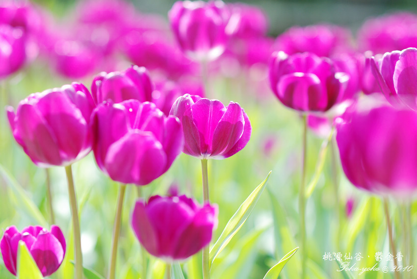 DSC_0471.jpg DSC_0471.jpg