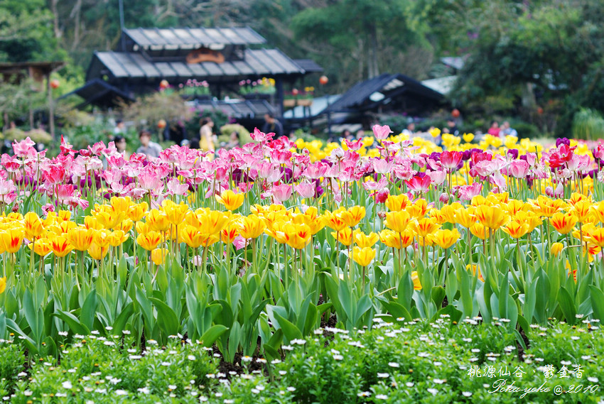 DSC_0487.jpg DSC_0487.jpg