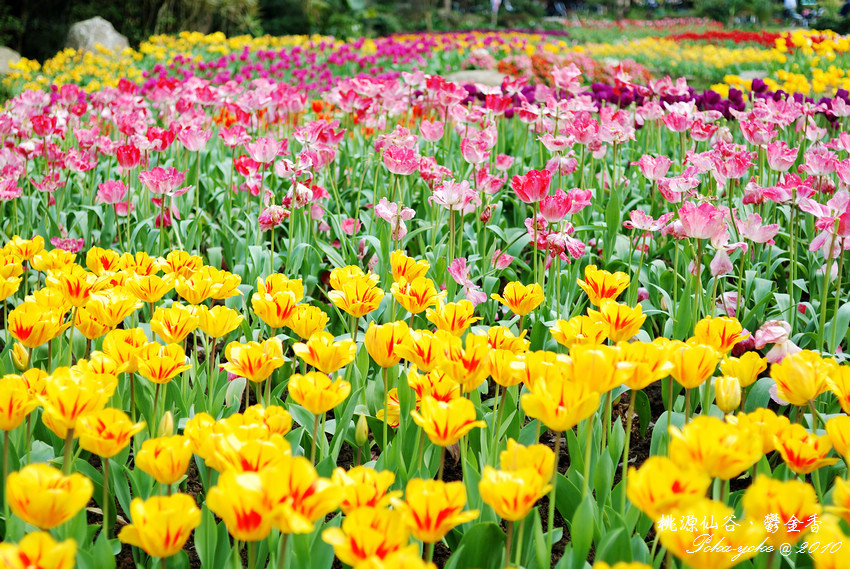 DSC_0505.jpg DSC_0505.jpg