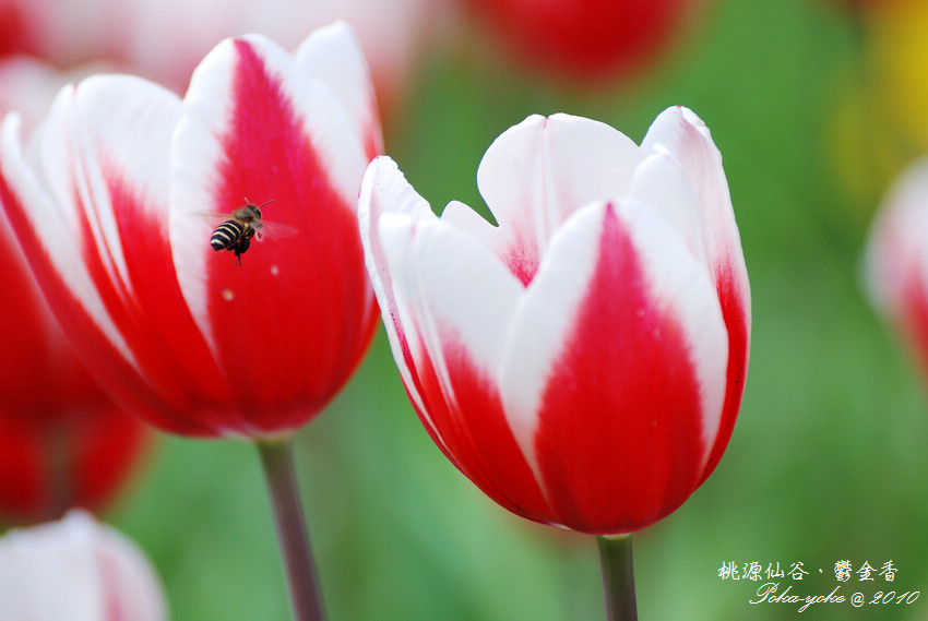 DSC_0544.jpg DSC_0544.jpg