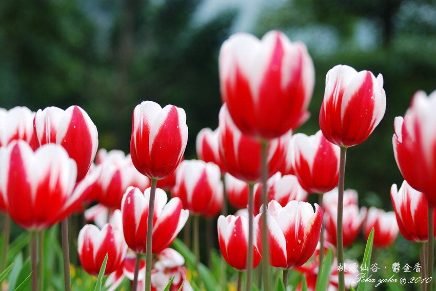 DSC_0557.jpg DSC_0557.jpg