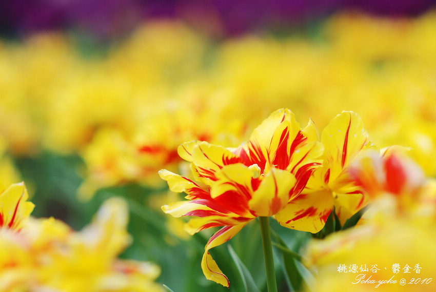 DSC_0581.jpg DSC_0581.jpg