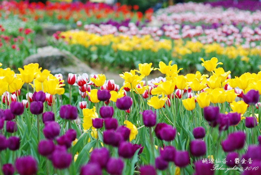 DSC_0589.jpg DSC_0589.jpg