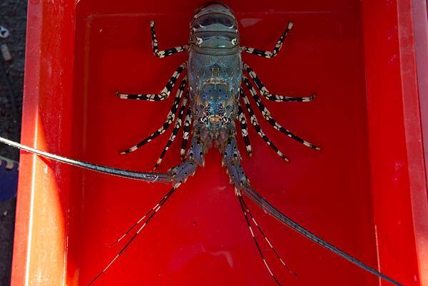 20130805-_APO8236.jpg 20130805-_APO8236.jpg