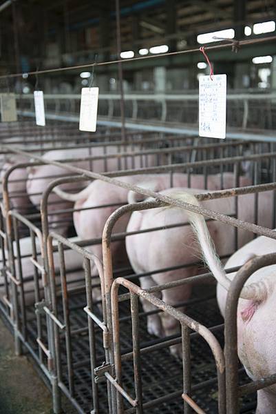 20130806-_APO8546.jpg 20130806-_APO8546.jpg