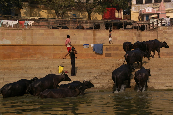 INdia 1123-04.jpg INdia 1123-04.jpg