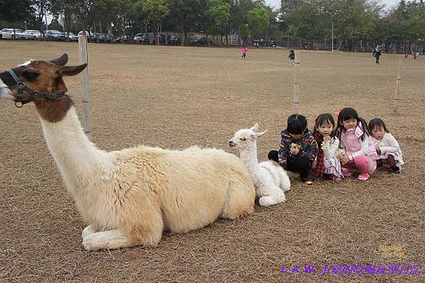 20140216@天馬牧場草泥馬-07.jpg 20140216@天馬牧場草泥馬-07.jpg