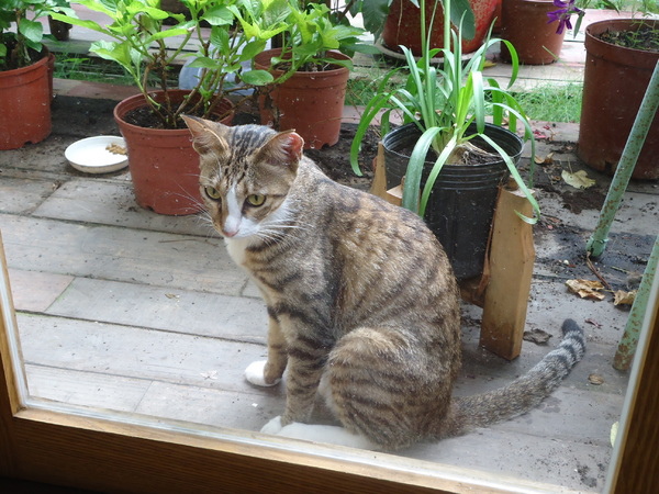 7days away 七天出走 café+B&B:【台中早午餐】隱身寧靜小巷7days away 七天出走 7days away 七天出走 café+B&B:【台中早午餐】隱身寧靜小巷7days away 七天出走