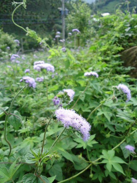 雲閒居景觀會館:【新社旅遊住宿】坐看雲起時與大自然的對話@ 新社雲閒居景觀會館 雲閒居景觀會館:【新社旅遊住宿】坐看雲起時與大自然的對話@ 新社雲閒居景觀會館