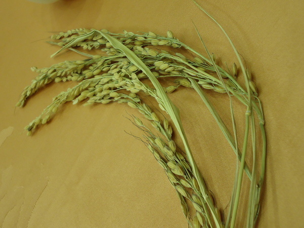 金都食尚會館:《台中金都食尚會館》口碑券體驗!知名國宴餐廳埔里金都餐廳同名分店來台中囉 金都食尚會館:《台中金都食尚會館》口碑券體驗!知名國宴餐廳埔里金都餐廳同名分店來台中囉