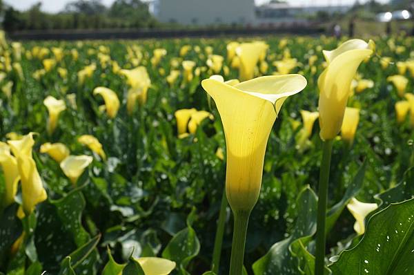 4.DSC00515.JPG 4.DSC00515.JPG