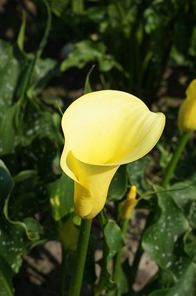 8.DSC00500.JPG 8.DSC00500.JPG