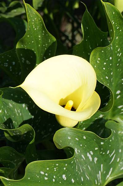 11.DSC00483.JPG 11.DSC00483.JPG