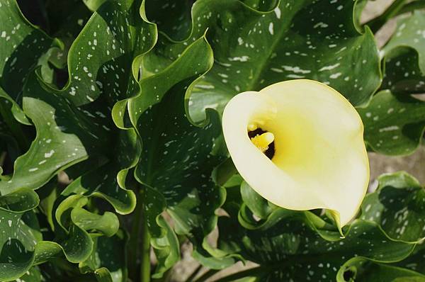 13.DSC00498.jpg 13.DSC00498.jpg