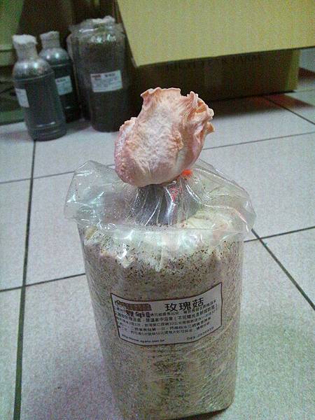 2J87hah6kXbHDkHWgAsTG1