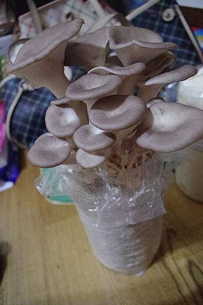 IMGP2394 IMGP2394