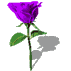 紫色rose.gif 紫色rose.gif