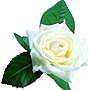white rose white rose