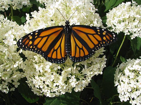 帝王斑蝶 帝王斑蝶