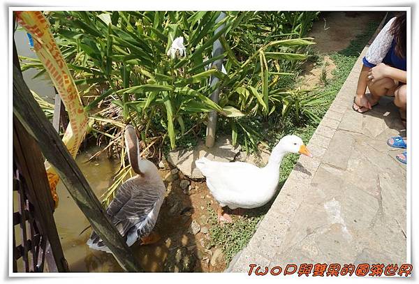 cats11.jpg cats11.jpg