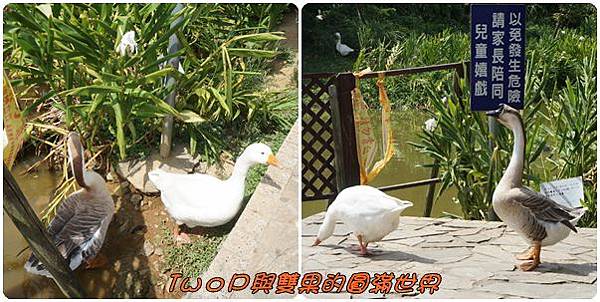 cats13.jpg cats13.jpg