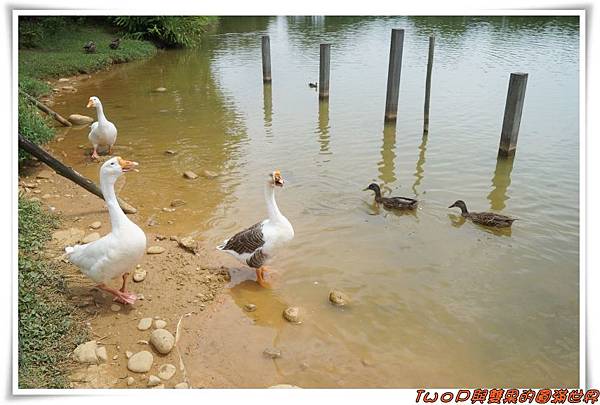 cats17.jpg cats17.jpg