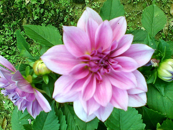 20100319(012).jpg 20100319(012).jpg