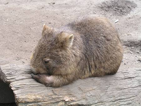 Wombat.jpg Wombat.jpg