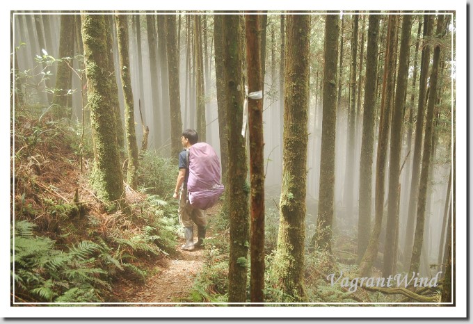 20100725-巴博庫魯山-柳杉