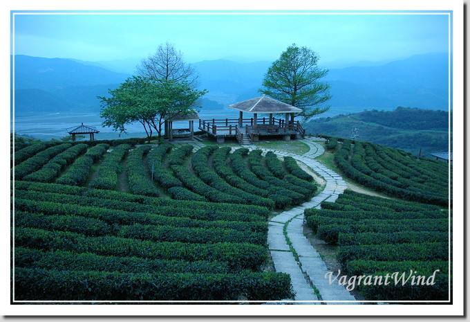 20050404--玉蘭茶園