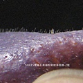 SHILLS電氣石黑頭粉刺速淨面膜-2號-test2-粉刺ok.jpg SHILLS電氣石黑頭粉刺速淨面膜-2號-test2-粉刺ok.jpg