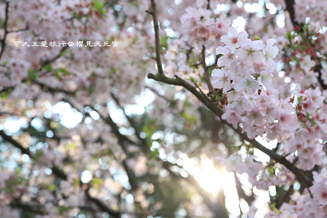 Sakura_7 Sakura_7