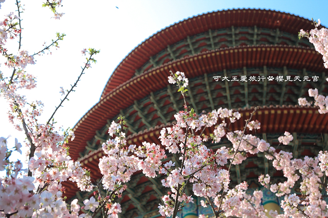 Sakura_1 Sakura_1