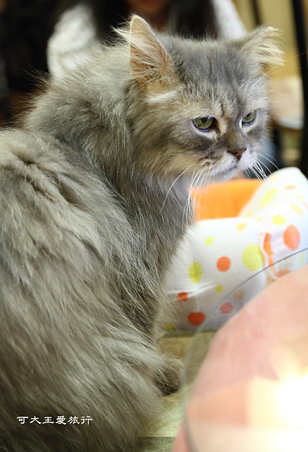 Cafe Dog&Cats_6 Cafe Dog&Cats_6