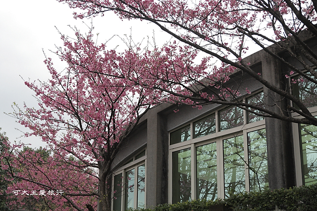 Formosa Cherry_11 Formosa Cherry_11