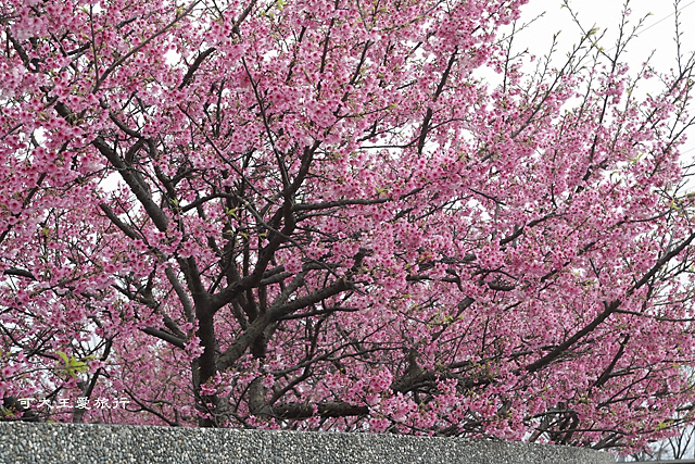 Formosa Cherry_74 Formosa Cherry_74