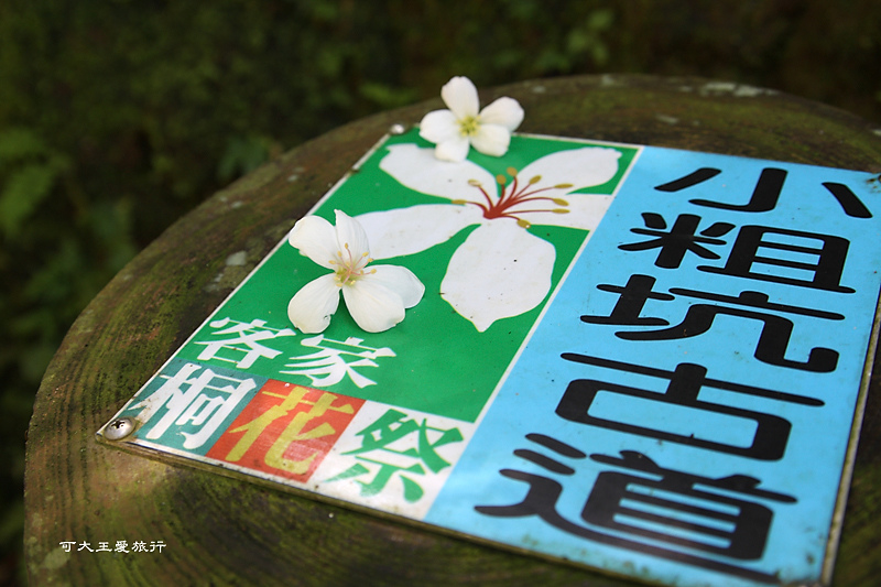 tung blossom_9.jpg tung blossom_9.jpg