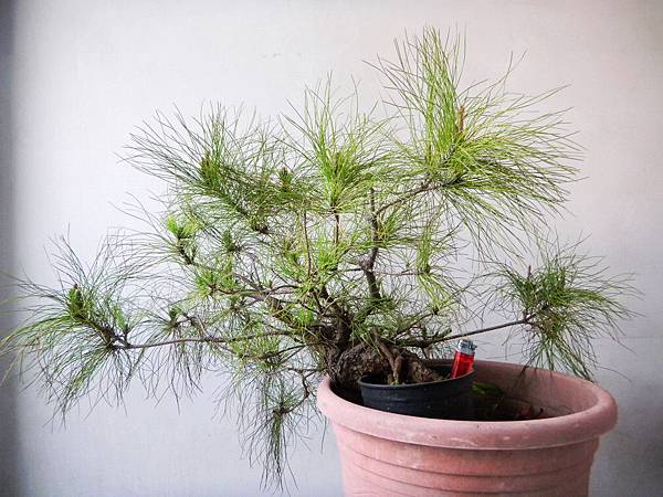 nEO_IMG_DSCN6230.jpg nEO_IMG_DSCN6230.jpg