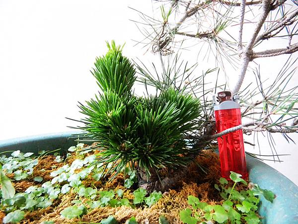 nEO_IMG_DSCN6247.jpg nEO_IMG_DSCN6247.jpg